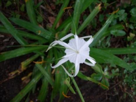 del Grano Panama Boquete