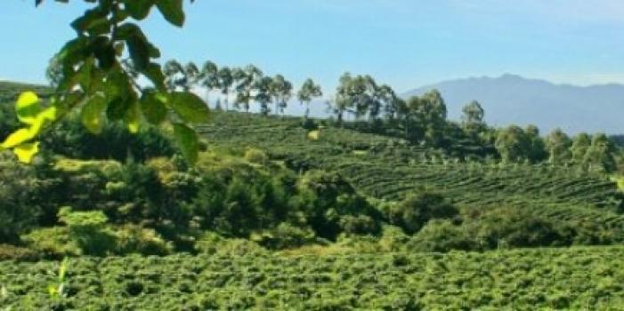 Grandoro Gourmetkaffee Ecuador Galapagos El Cafetal