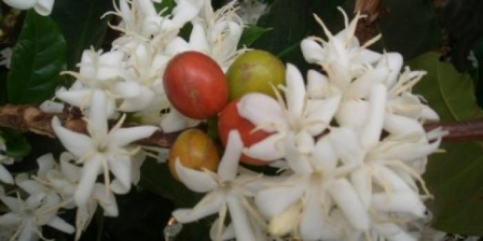 Grandoro Gourmetkaffee Kenia Pearl Bean Iyego Estate