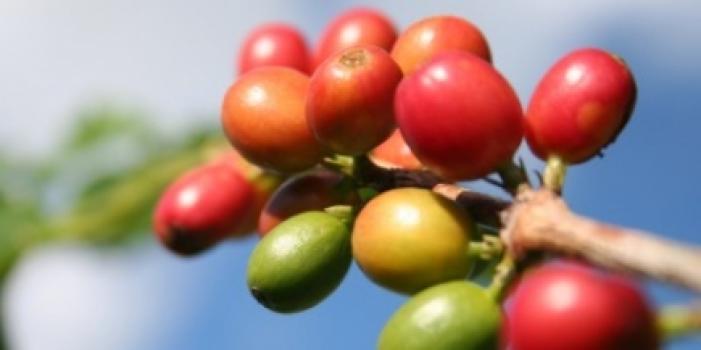 Grandoro Gourmetkaffee Kolumbien Excelso entcoffeiniert