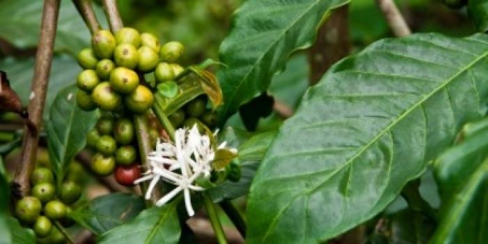 Grandoro Gourmetkaffee Nicaragua Maragogype Superior