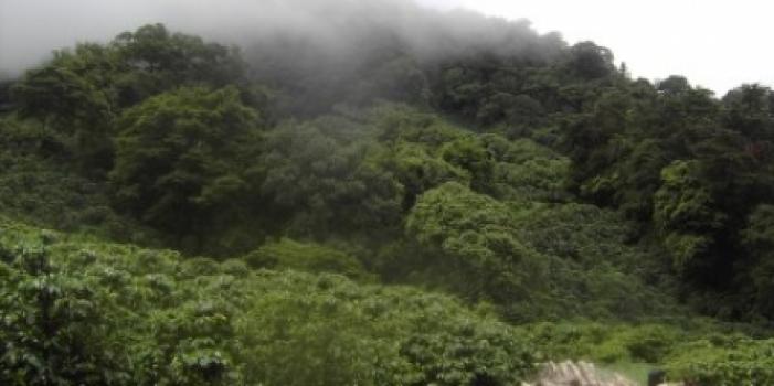 Grandoro Gourmetkaffee Panama Boquete