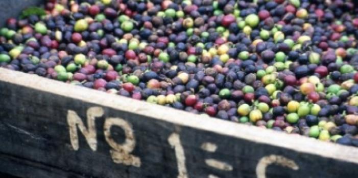 Grandoro Gourmetkaffee Papua Neuguinea Sigri AA