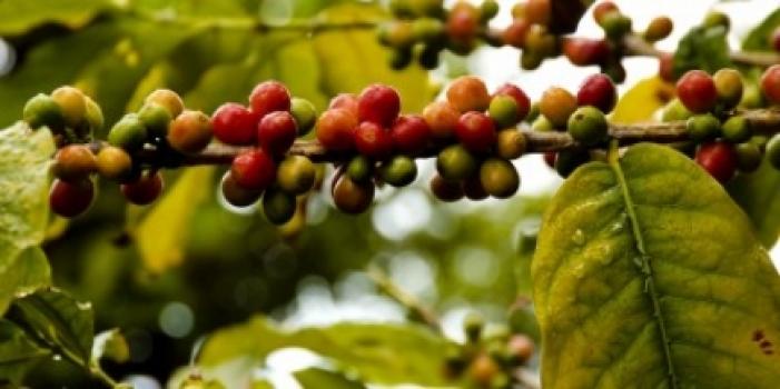 Grandoro Gourmetkaffee Peru Finca Rosenheim