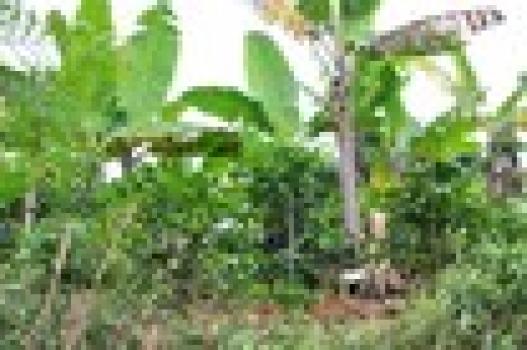 Iwersen Kaffee Mexico Maragogype