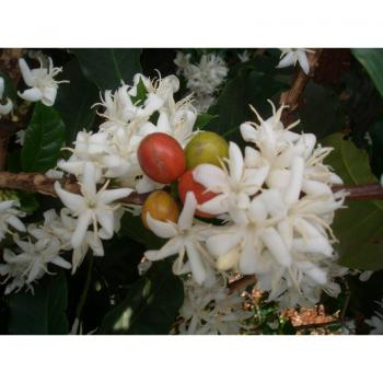 Kaffee Fredo Maragogype