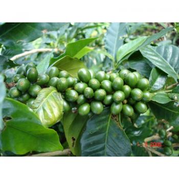 Kaffee Fredo Peru - Finca Rosenheim