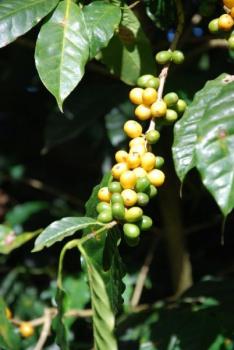 Ridders Kaffeer&ouml;sterei Brazil Santos Guaxupe