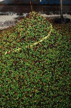 Ridders Kaffeer&ouml;sterei Barista Blend