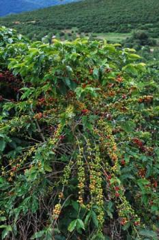 Ridders Kaffeer&ouml;sterei Espresso organic