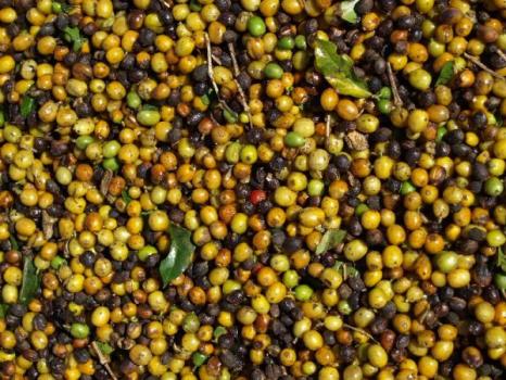 Ridders Kaffeer&ouml;sterei Espresso Mild 90/10