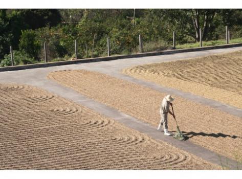 Schamong Kaffee BRASIL SANTOS FANCY