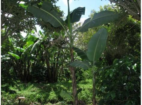 Schamong Kaffee COSTA RICA TARRAZU COOPERATIVE DOTA