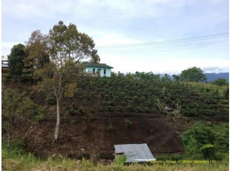 Schamong Kaffee SUMATRA LAKE TOBA NETWINGS